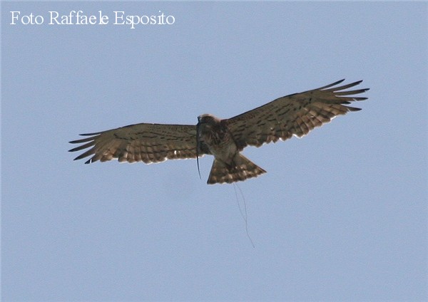 Rapace che si nutre in volo
